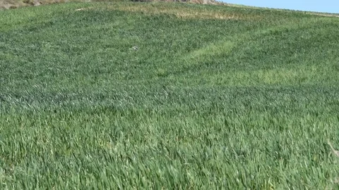 Wind forming abstract waves in the wheat field Stock Footage 112626466