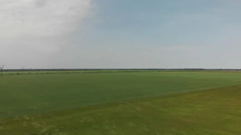 Wind Forming Wave-Like Patterns a Green Wheat Field Stock Footage 130665861