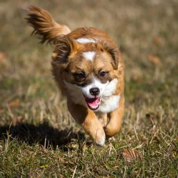 Wind in the fur Stock Photos