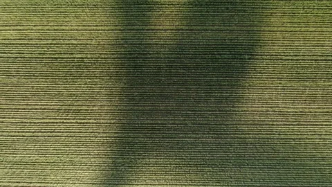 Wind generator and its shadow on a field with wheat, drone take off 库存影片 132201858