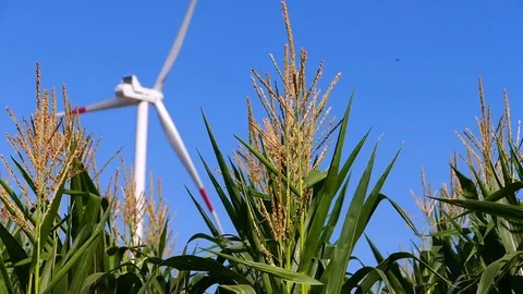Wind generator in the field of corn. Stock Footage 72197213