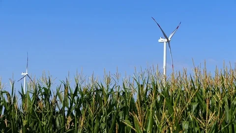 Wind generators in the field of corn. Stock Footage 72197131