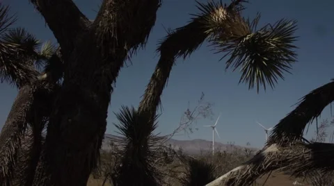 Wind Generators Framed Against Dying Joshua Tree 스톡 동영상 48816893