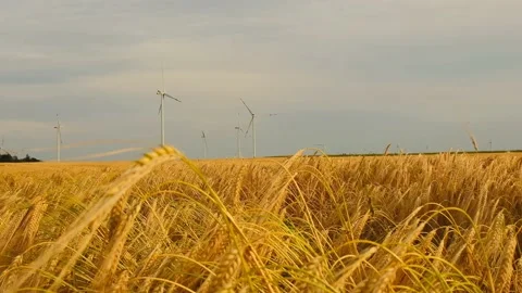 Wind generators in a wheat field. Natural energy.Ripe wheat and windmills Stock Footage 181322850