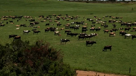 Wind Generator:turbine cows 2 Stock Footage 59838878