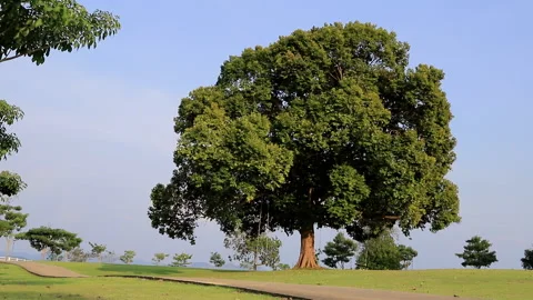 The wind gently blew the big tree in the park Video stock 232845613