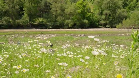 Wind gently blowing on daisies field near forest Stock Footage 283755744