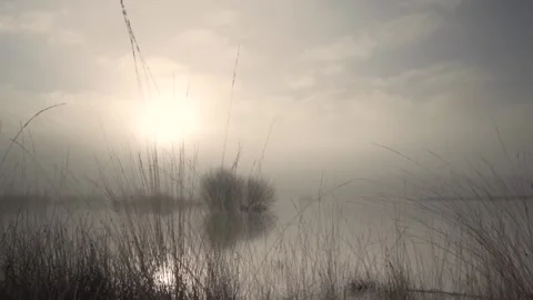 Wind gently blowing on grass by a lake in the fog at sunrise Stock Footage 293082805