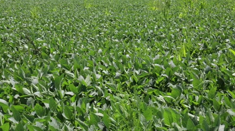 Wind gently blowing over a crop field Stock Footage 66500739