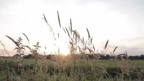 Wind gently blowing tall grass at sunset Stock Footage 291883057