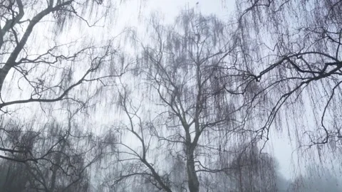 Wind gently blowing through bare birch tree branches on a foggy day Stock Footage 293081927
