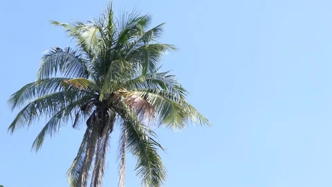 Wind gently blowing through Coconut Palm Tree.4k Stock Footage 122270703