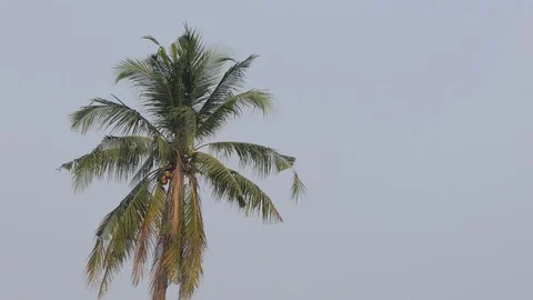 Wind gently blowing through Coconut Palm Tree.4k Stock-Footage 124481586