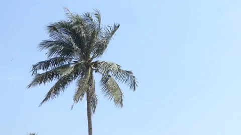 Wind gently blowing through Coconut Palm Tree.4k Stock-Footage 136283458