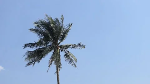 Wind gently blowing through Coconut Palm Tree.4k Stock-Footage 136286186