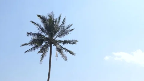 Wind gently blowing through Coconut Palm Tree.4k Stock-Footage 136286457