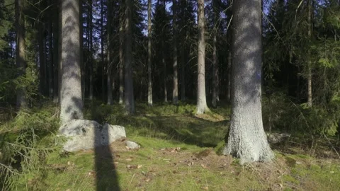 Wind Gently Blowing Through Grass in a Serene Forest Stock Footage 283916528