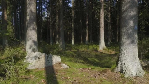 Wind Gently Blowing Through Grass in a Serene Forest Stock Footage 283916668