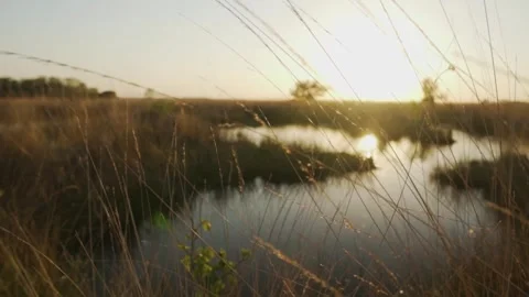 Wind gently blowing through grass at sunset by the lake Video stock 291881521