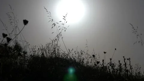 Wind gently blows over tall grass. Backlights. Slow motion 4K 库存影片 236356464
