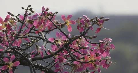 The wind gently caresses the pink flowers, 4K slomo Stock Footage 254116532