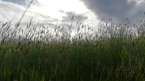 Wind gently moves the barley crop at summertime Stock Footage 131748726