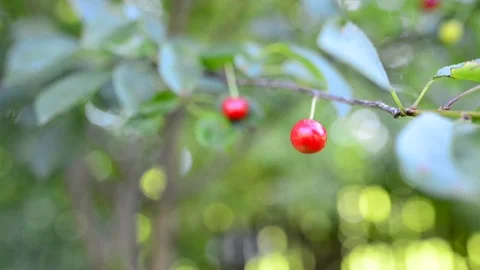 Wind gently moves the cherry fruit at summertime, Stock Footage 111797546