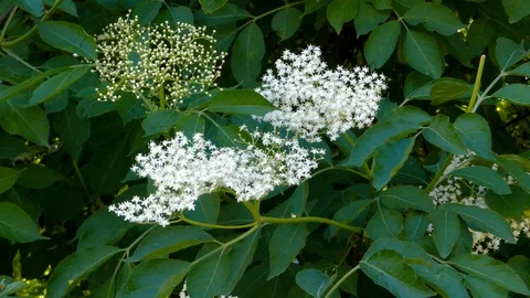 Wind gently moves the elder flowers Stock Footage 90255222