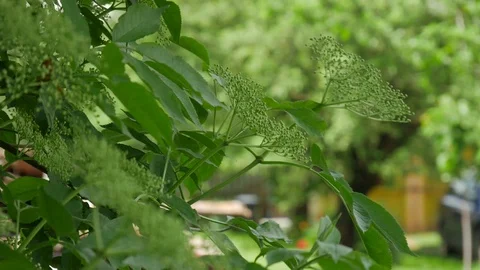 Wind gently moves the green elderflower tree Stock Footage 108981508