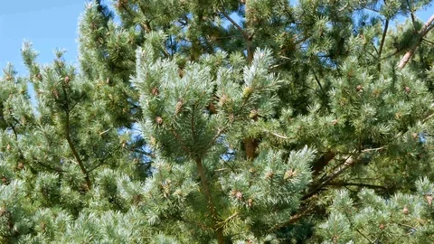 Wind gently moves the pine tree Stock Footage 116011673