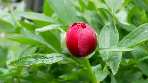 Wind gently moves the Red peony (Paeonia Officinalis) flower bud after rain Stock Footage 131504431