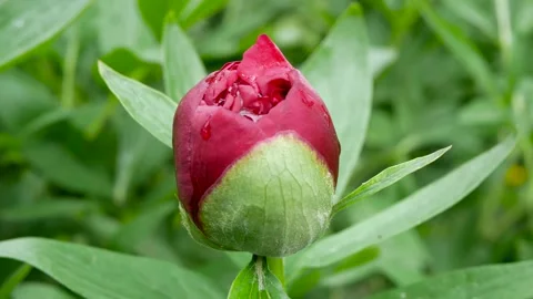 Wind gently moves the Red peony (Paeonia Officinalis) flower bud after rain Stock Footage 131504543