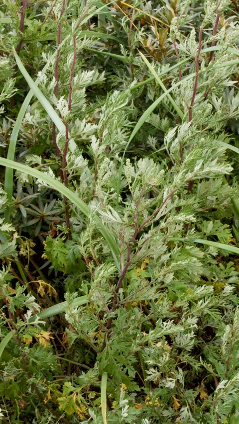 Wind Gently Moves Wild Green Foliage in Scottish Countryside Vídeo Stock 317361296