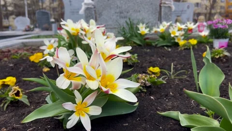 Wind gently moves the yellow lily flowers Stock Footage 238657586