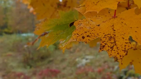 Wind gently moving colorful maple leaves in autumn Stock Footage 288820321