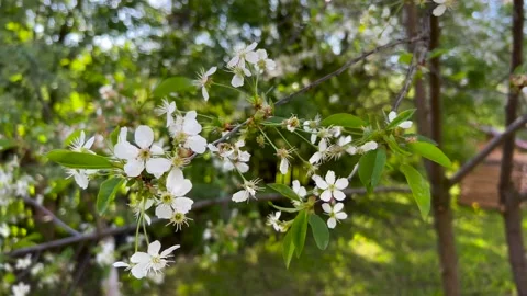 Wind gently moving the flowering cherry leaves Stock Footage 194434276
