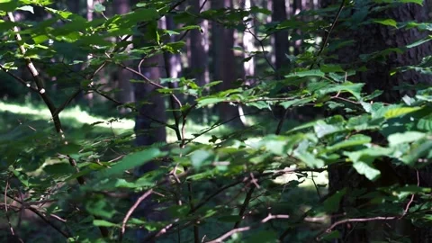 Wind gently moving the hazel  tree leaves Stock Footage 312342354