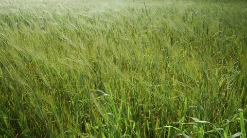Wind gently moving the wheat field Stock Footage 111303595