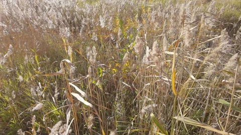 Wind gently rustling tall grasses in lush meadow capturing natural serenity Stock Footage 296155277