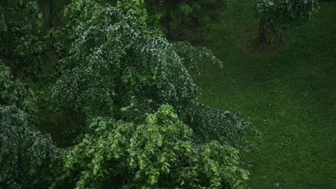 Wind gently swaying trees in a green park Vídeo Stock 310935840