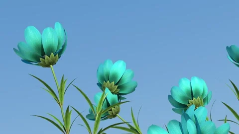 The wind gently sways the tops of flowers of a rare turquoise color against the Stock Footage 152253221