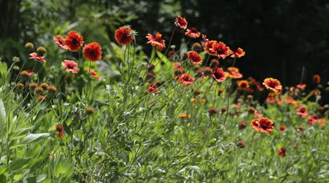 The wind of Gerbera Stock Footage 24745006