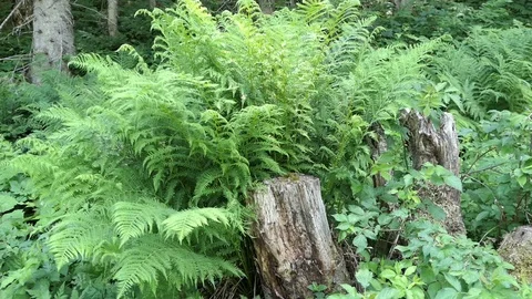 Wind going through eagle fern in forest. dead tree trunk in front. Video stock 118820882