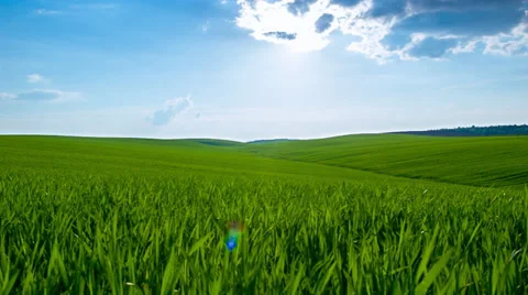 Wind in grass and blue sky Stock Footage 38420639