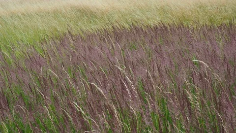 Wind on the grass. Blooming grasses in a meadow. Stock Footage 93536341