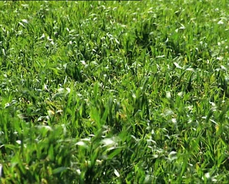 WIND on the grass det Video stock 12120987