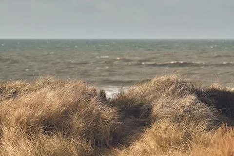 Wind in the Grass Dunes of Denmark Stock Photos