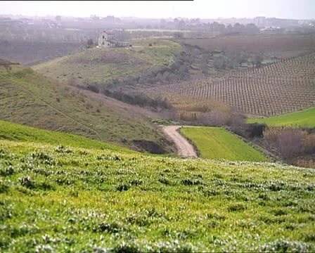 WIND on the grass of a field Video stock 12121025