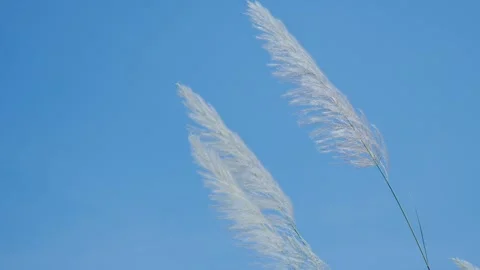 Wind grass flowers on blue sky nature background, autumn summer beauty Video stock 346192556