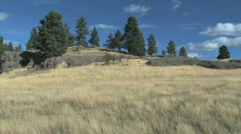 Wind in Grass Stock Footage 90030